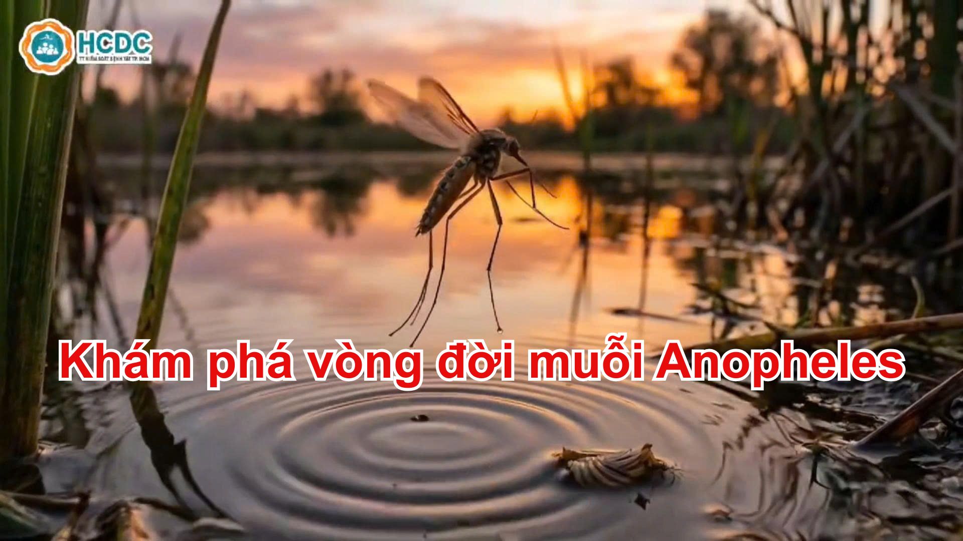 THÔNG ĐIỆP / KHUYẾN CÁO: KHÁM PHÁ VÒNG ĐỜI MUỖI ANOPHELES